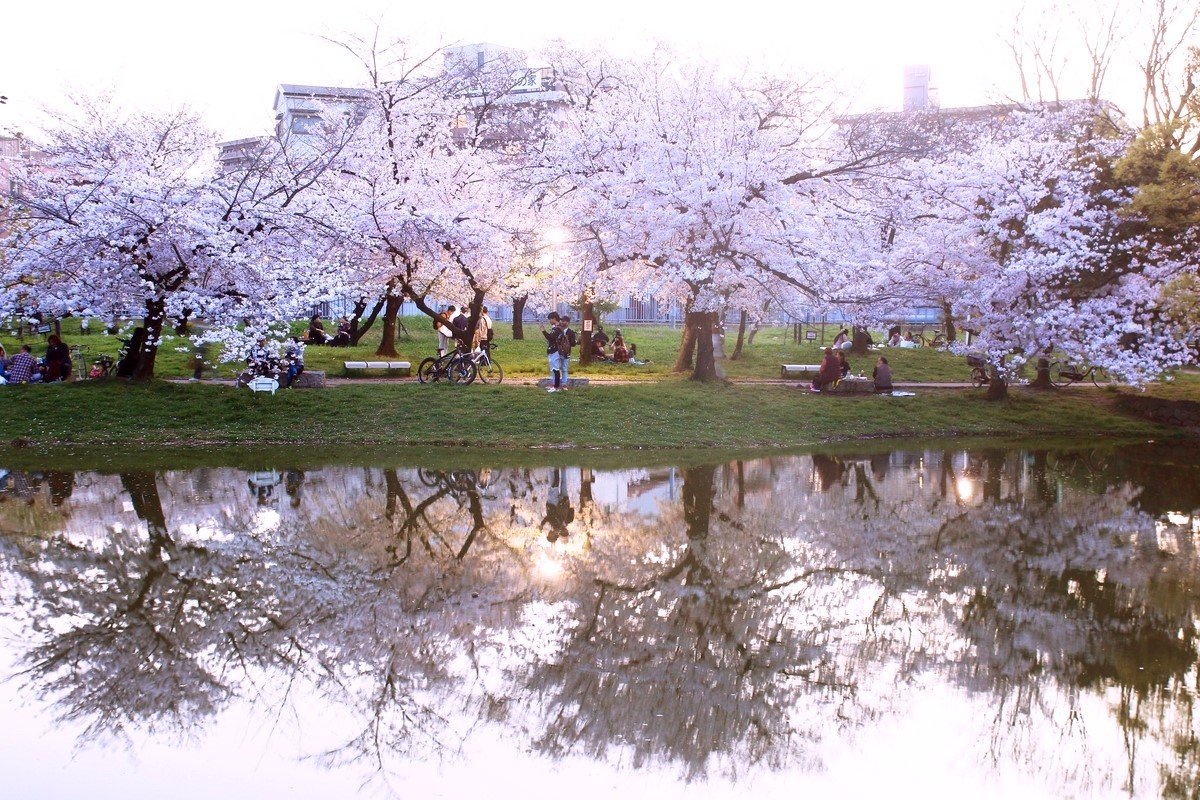 🏞️ 하나레 호수 공원(교탄고 하나레코 파크) 이미지 3
